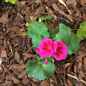 Meet your Posher, Lindi